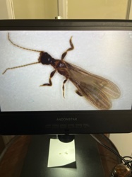 Alate Termite (Swarming Termite)