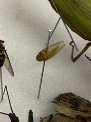 Leafhopper (likely a member of the Cicadellidae family)