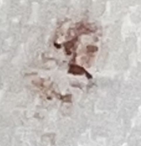 Lace Bug