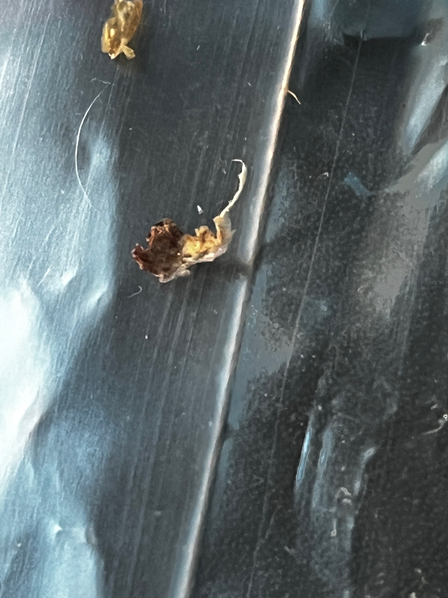 Inconclusive (Non-biological material)