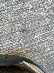 Flour Beetle (likely Confused Flour Beetle or Red Flour Beetle)