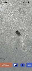 Carpet Beetle (likely Black Carpet Beetle)