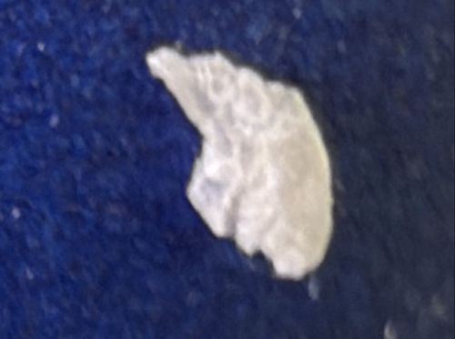 Junk Bug (Lacewing Larva)
