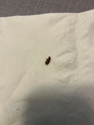 Carpet beetle (likely Varied Carpet Beetle or Black Carpet Beetle)