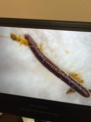 Millipede