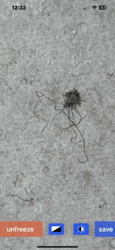 Case-bearing Clothes Moth