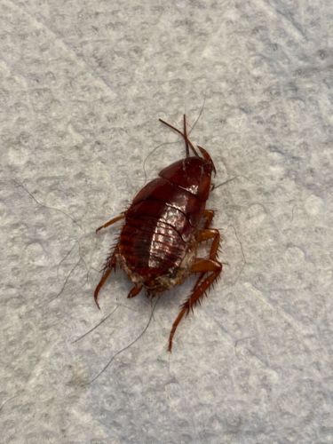 Oriental Cockroach