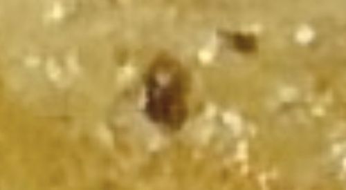 Varied Carpet Beetle (Larva)