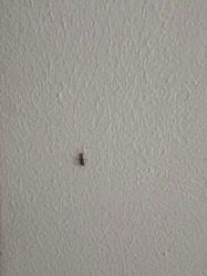Earwig