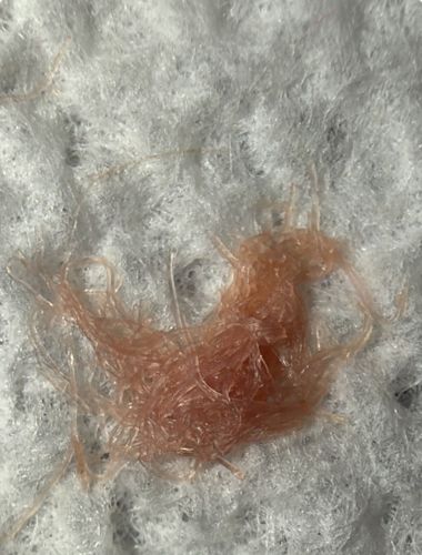 Tubifex worm