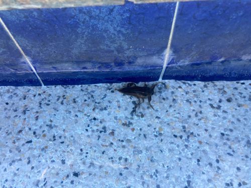 Giant Water Bug (Toe-Biter)