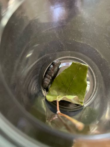 Pupa (likely of a Sphinx Moth or Hawkmoth)