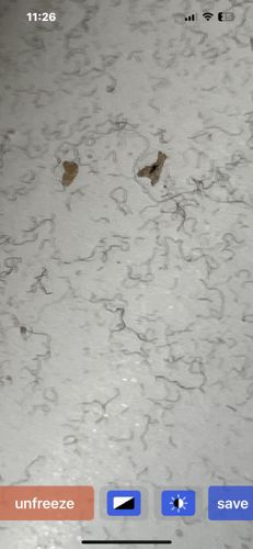 Threadworm (likely a type of Nematode)