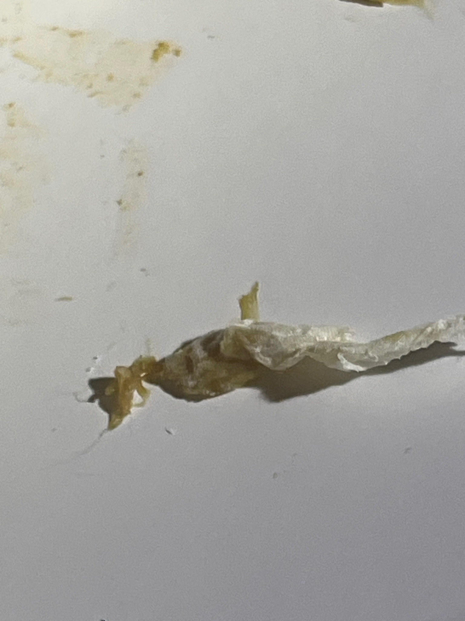 Household Casemaking Moth (Larva/Case)