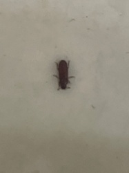 Red Flour Beetle