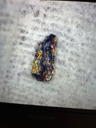 Carpet Beetle larvae