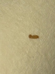 Carpet Beetle Larva