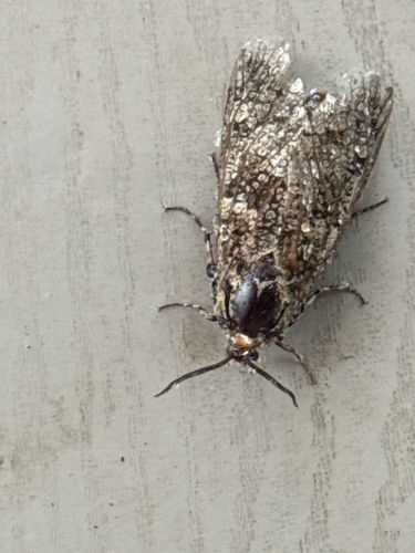 Carpenterworm Moth