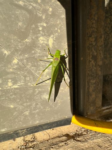 Katydid