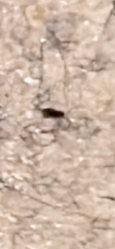 Bed Bug