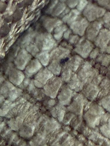 Fungus Gnat (likely)