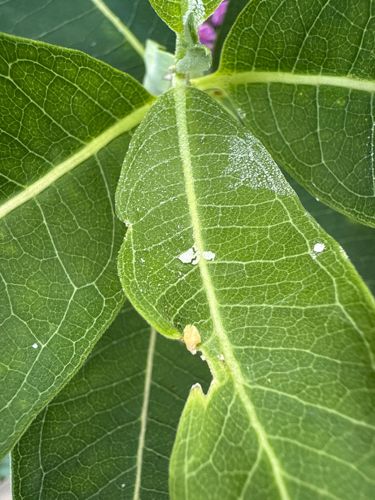 Aphids (specifically, likely Milkweed Aphid or Oleander Aphid based on the host plant, though confirmation requires closer inspection)