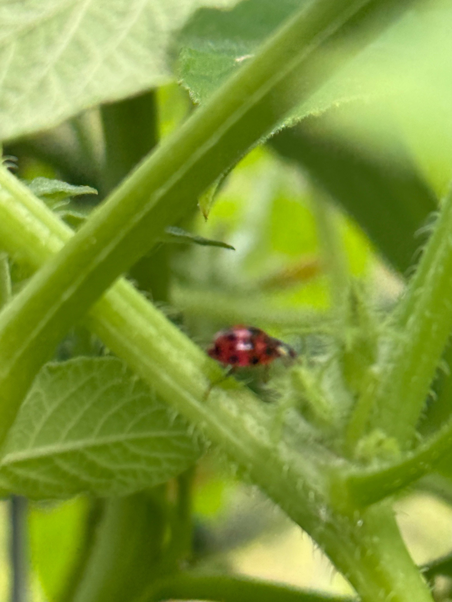 Asian Lady Beetle