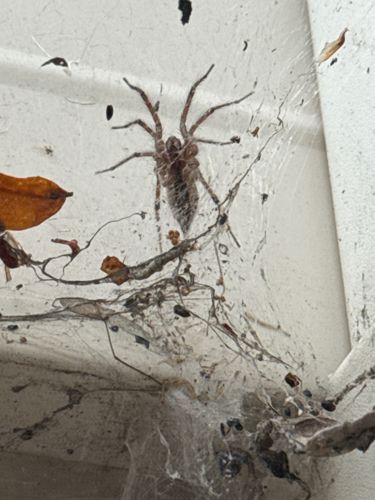 Brown Recluse Spider (likely, given the appearance and web structure)