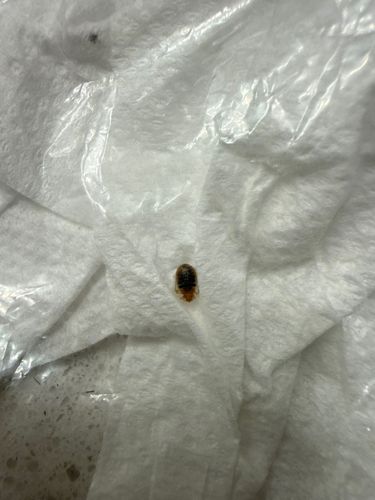 Carpet beetle