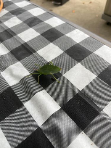 Katydid
