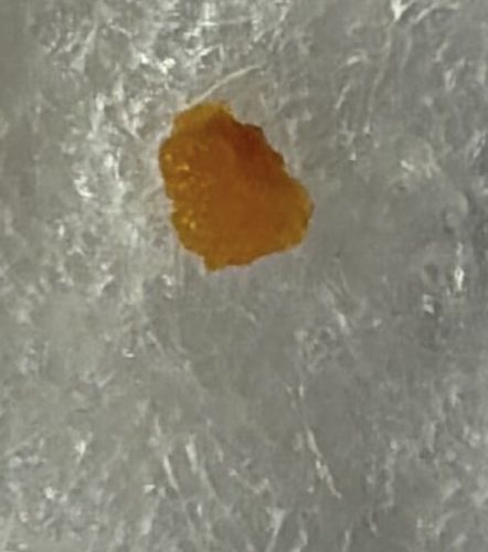 Lace Bug Nymph (or exuvia)