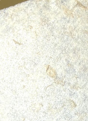 No insect identified