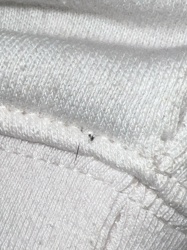 Fungus Gnat (likely Sciarid Gnat)