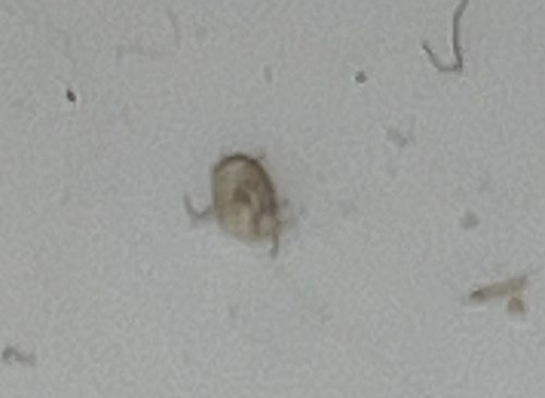 Dust Mite