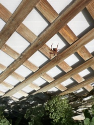 Orb Weaver Spider (likely an Argiope or Neoscona species from the image, but specific identification is difficult without more detail)