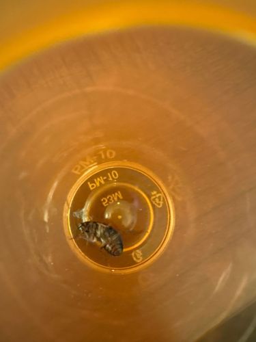 German Cockroach (Nymph)