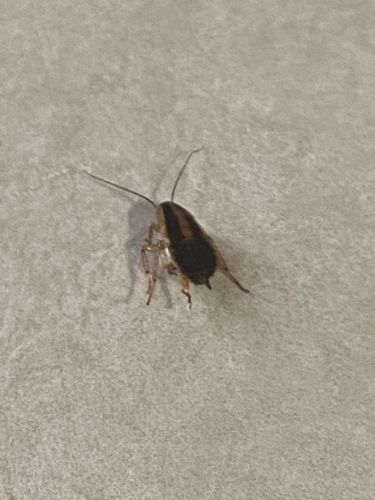 German Cockroach