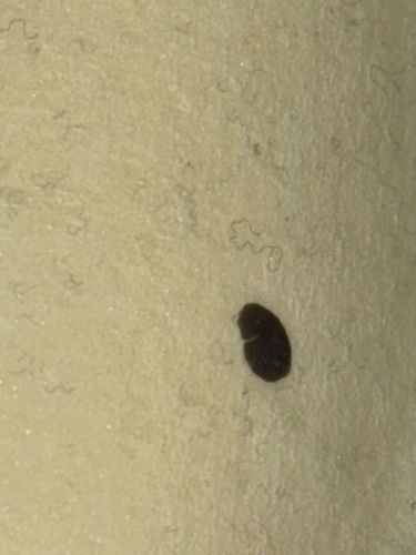 Carpet Beetle (likely Black Carpet Beetle larva, although difficult to confirm exact species from image)