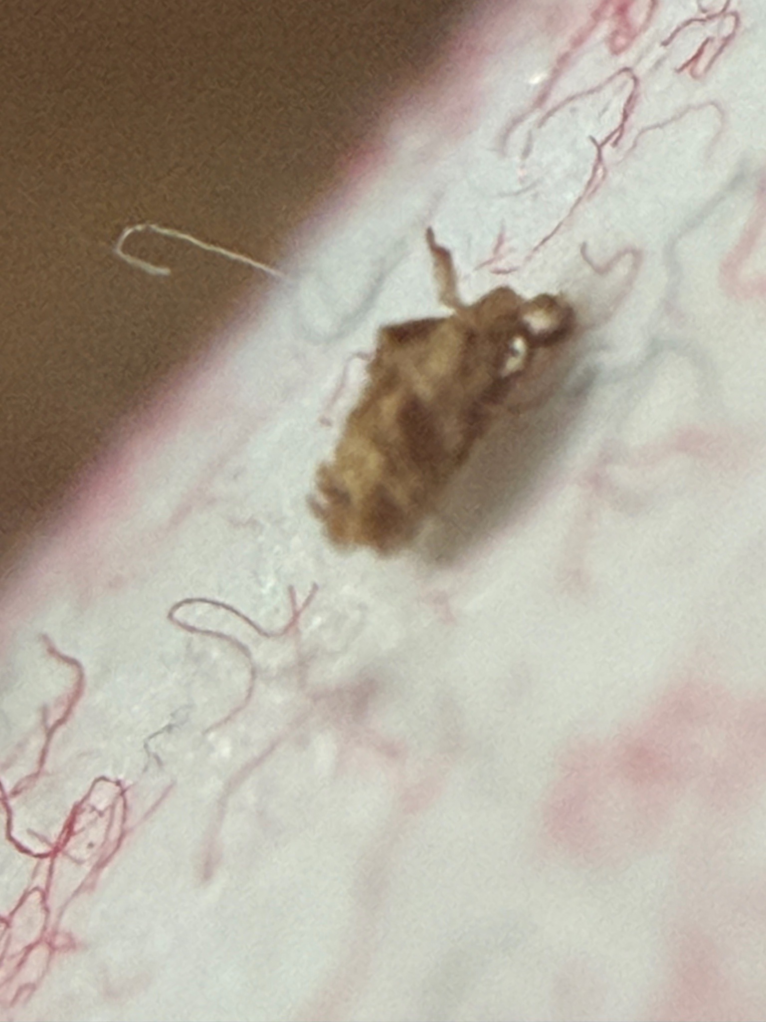 Carpet Beetle Larva