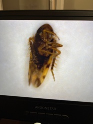 Leafhopper (likely a type of planthopper due to apparent morphology from image)