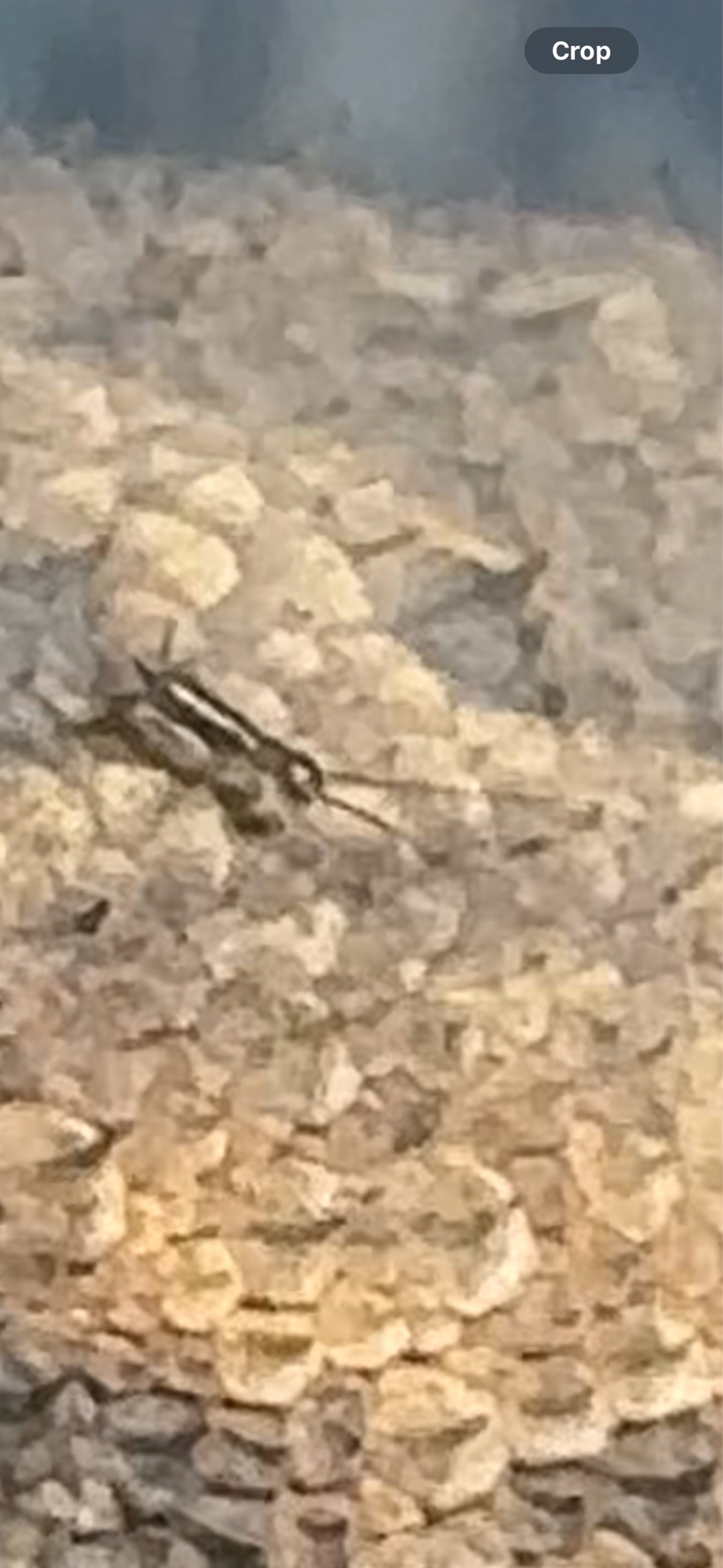 Field Cricket