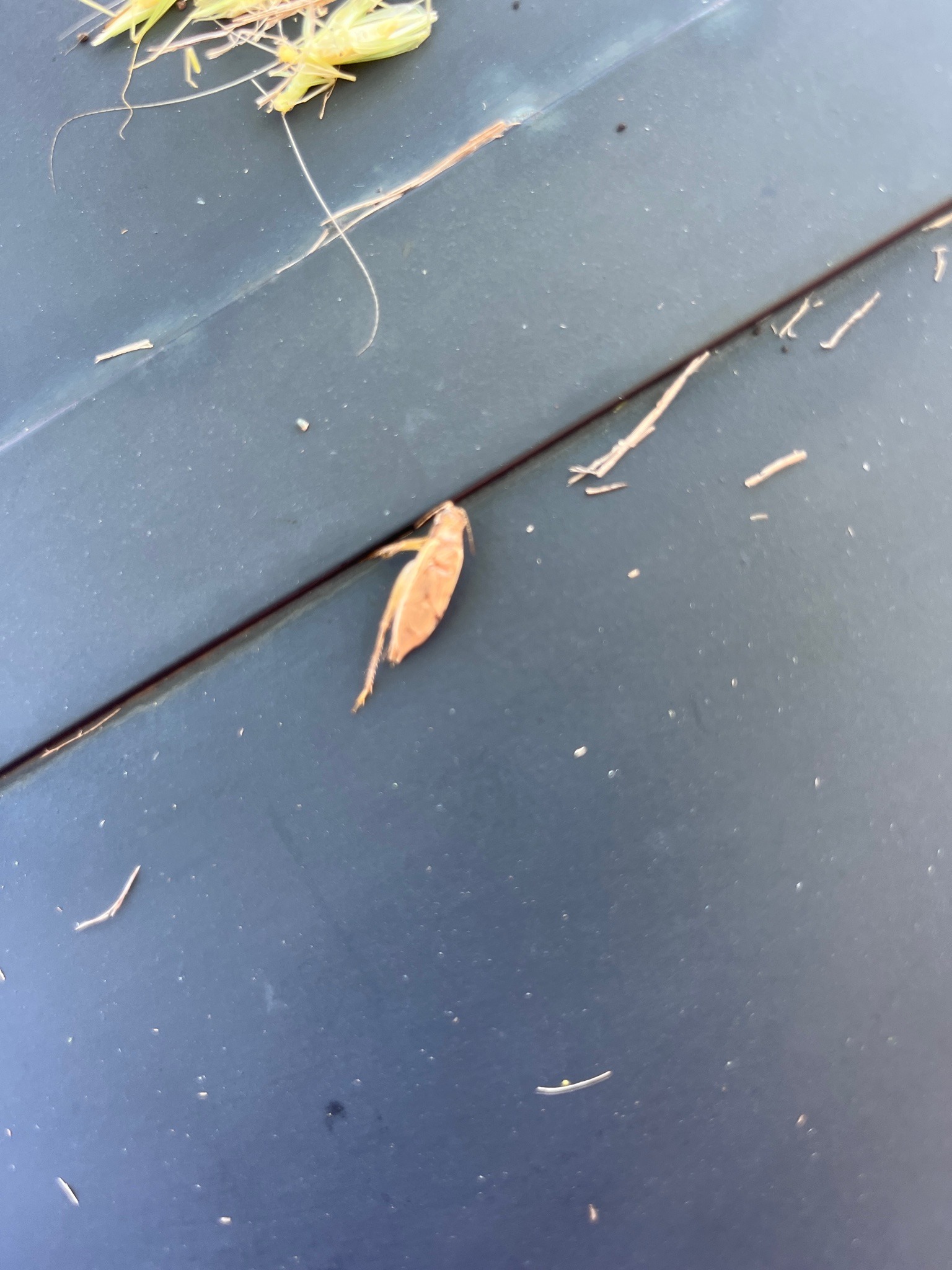 Field cricket (likely a banded/striped field cricket)