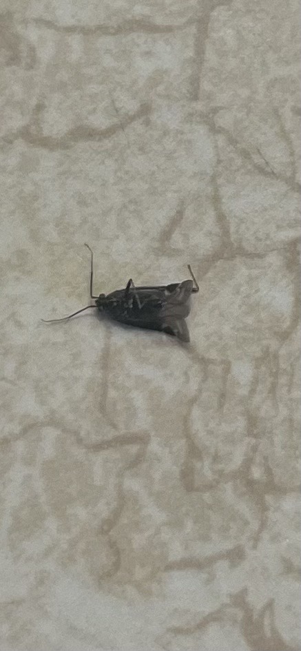 Field cricket (likely a black field cricket)
