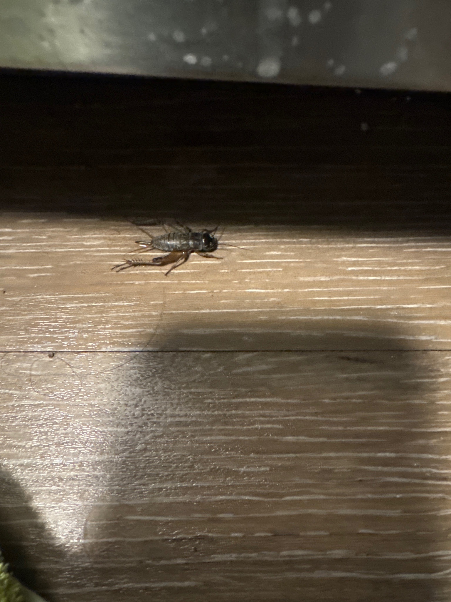 Field cricket (likely house or field cricket)