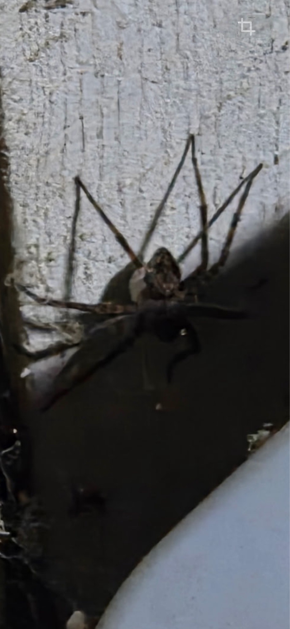 Fishing Spider