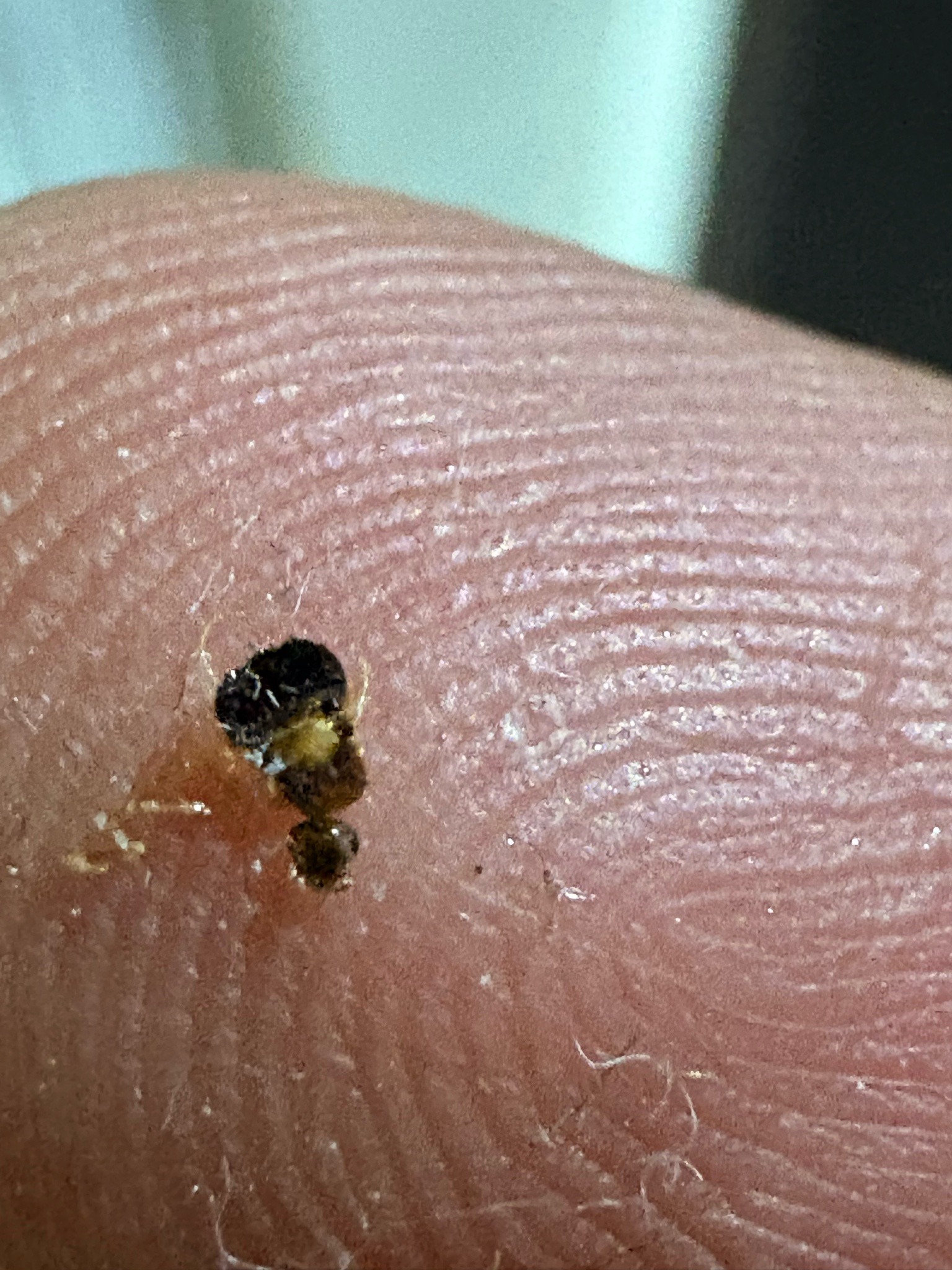 Flea beetle (likely a young or damaged adult)