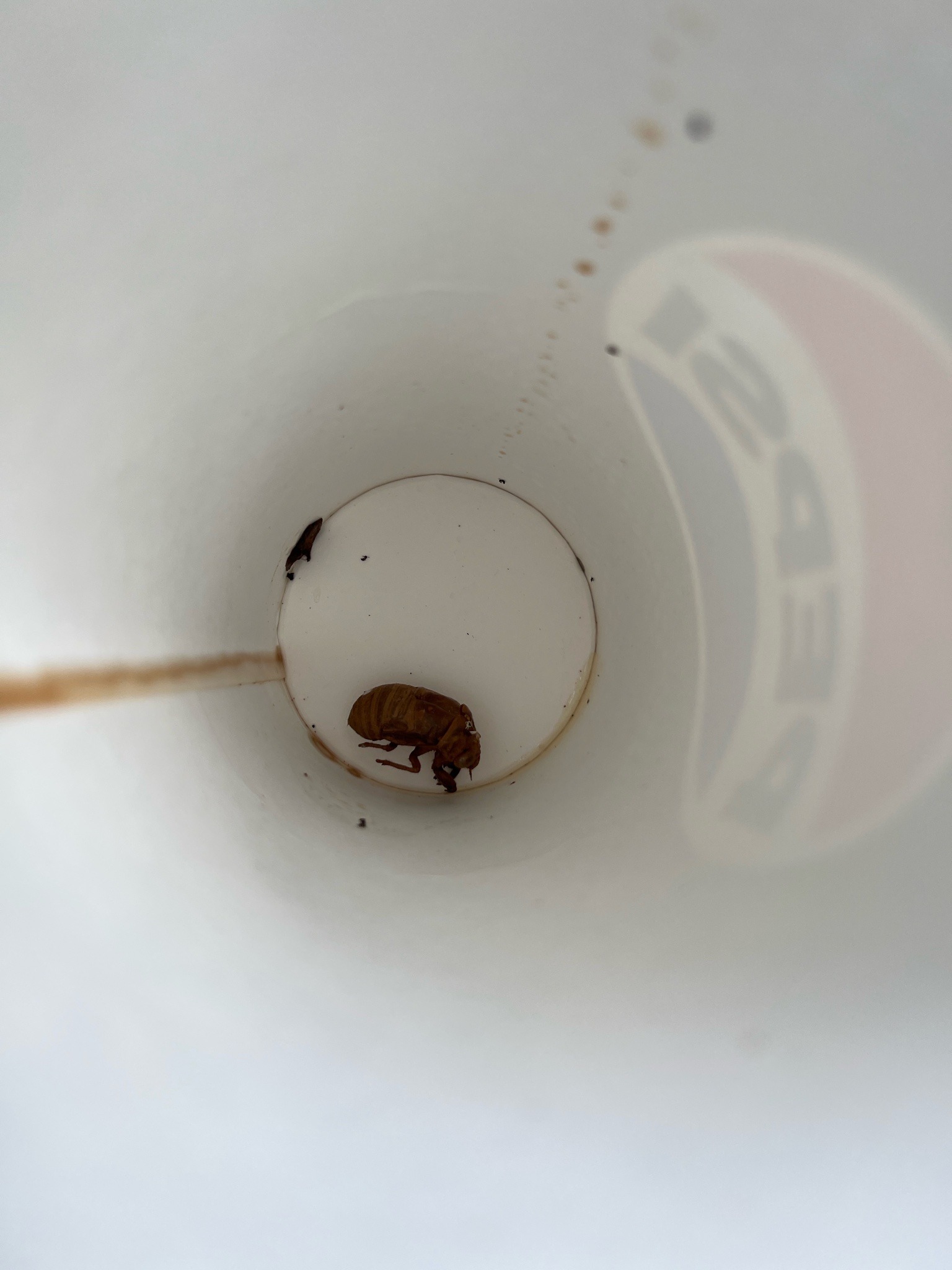Flea beetle (likely)