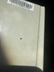 Flea beetle (likely)