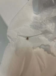 Flea (likely cat flea)