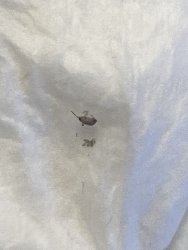 Flea (likely cat flea)